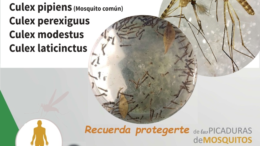 Virus del Nilo Occidental